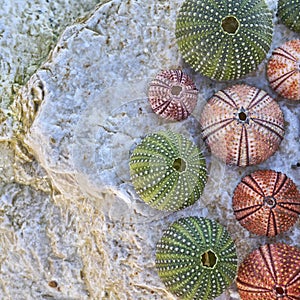 Colorful sea urchins on white wet rock beach