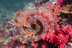 Colorful seafan at Lipe island