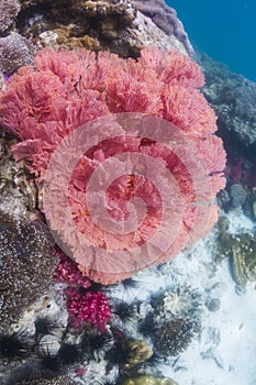 Colorful seafan at Lipe island