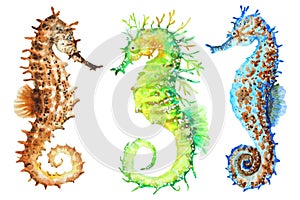 Colorful seahorses, hand drawn watercolor illustration