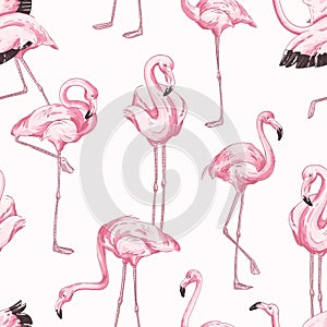 Colorful seamless pattern with pink flamingo. Hand drawn realistic background with tropical birds standing in different