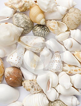 Colorful seashells