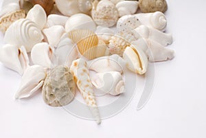 Colorful seashells