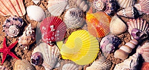 colorful seashells on beach sand photo