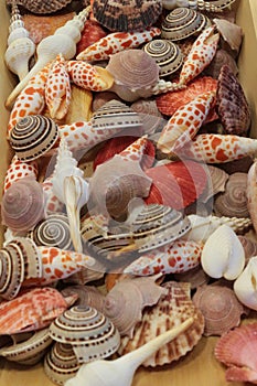 Colorful Seashells - Nautilus