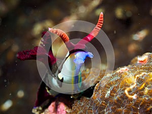 Colorful seaslug