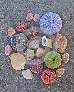 Colorful seaurchins and shells on wet sand beach