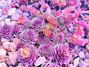 Colorful Sempervivum - houseleek plants sitting in ther natural Environment in a rockery garden