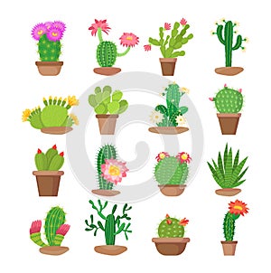 Colorful set of bright home blooming cacti in pots.