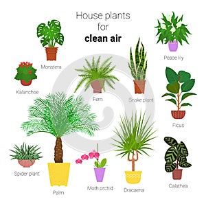Colorful set of various potted houseplants for clean air. Succulents, evergreen plants in planters. Flat style stock vector