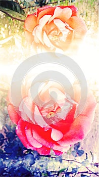 Colorful shaded and blurred with lighting effect computer generated floral background image and wallpaper design