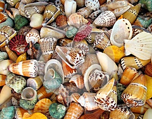 Colorful Shells