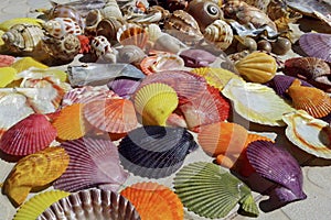 The colorful shells