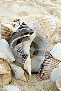 Colorful Shells on beach