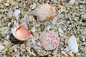 Colorful Shells on Beach