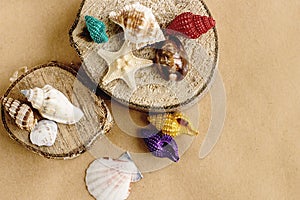 Colorful shells and sea star on sandy wooden background, summer