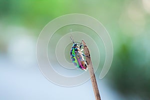 Colorful Shield Bug