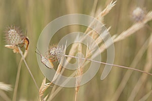 Colorful shieldbugs in rural area, Codophila varia varia
