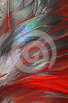 a colorful and shiny feathers of a rooster\'s tail