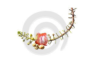 Colorful shorea robusta branch or cannonball tree isolated on white background , clipping path