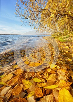 Colorful shot of autumn lake with beautiful foreground. Golden autumn, yellow leaves