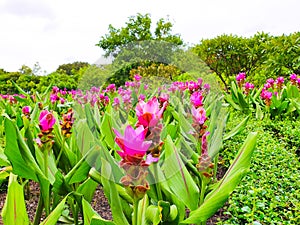 Colorful siam tulips in high angle view.