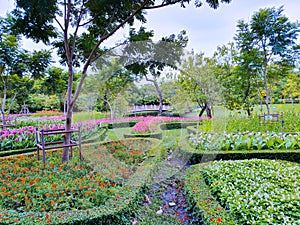 Colorful siam tulips in high angle view.