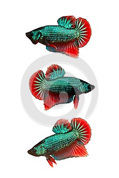 Colorful siamese fighting fish