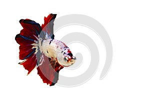 Colorful Siamese  fighting fish or betta fish isolated on white  background with clipping path and copy space