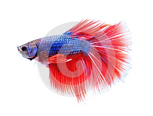 Colorful siamese fighting fish , betta isolated on white background.
