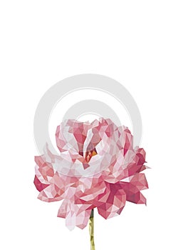 Colorful sihouette of peony flower in polygonal style on white background