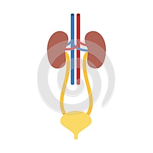 Colorful silhouette renal system with urethra