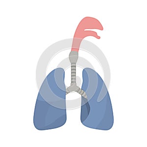 Colorful silhouette respiratory system with windpipe photo