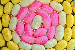 Colorful silkworm cocoon
