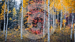 Colorful silver birch trees in Wasatch mountains Utah during autumn time