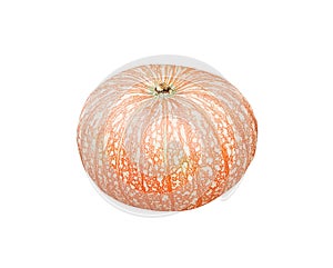 Colorful single orange pumpkins patterns isolated on white for thanksgiving day or halloween background