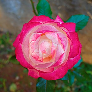 Colorful single rose closeup in the garden