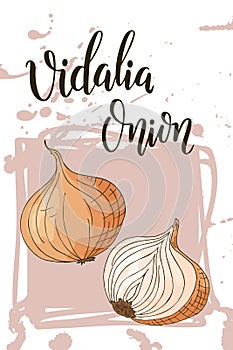 Colorful sketch vegetable. Healthy food poster. Farmers market design with vidalia onion. Vector illustration photo