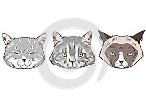 Colorful sketches of cat heads. Cats portraits on white background