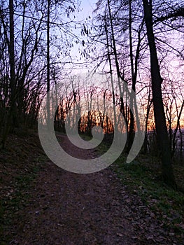 Colorful sky covered by trees