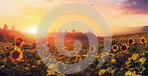 Colorful Sky Glowing in Sunlight over the Sunflower Field under Sunshine