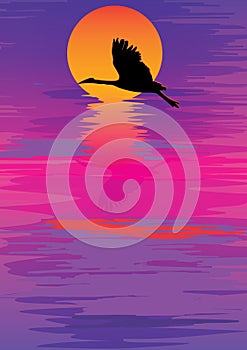 Colorful sky sunset bird