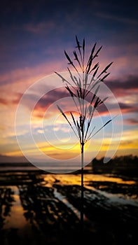 Colorful sky in sunset and grass flower