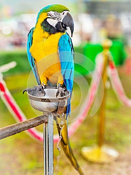 Colorful sleeping macow parrot bird,