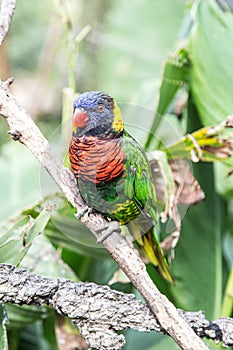 A colorful small bird with an orange beak perching on a tree branch