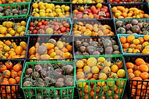 Many containers of colorful, small cherry tomatoes