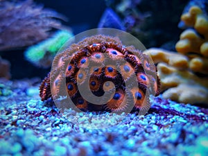 Colorful small colony of Zoanthus polyps soft coral