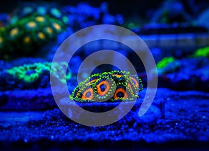 Colorful small colony of Zoanthus polyps soft coral