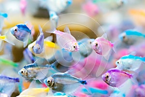 Colorful of small fish Blue-banded Whiptail or science name Pentapodus setosus swim in a fish tank for sale to be a cute pet.