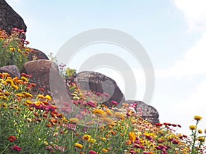 Colorful small flowers field and big rocks